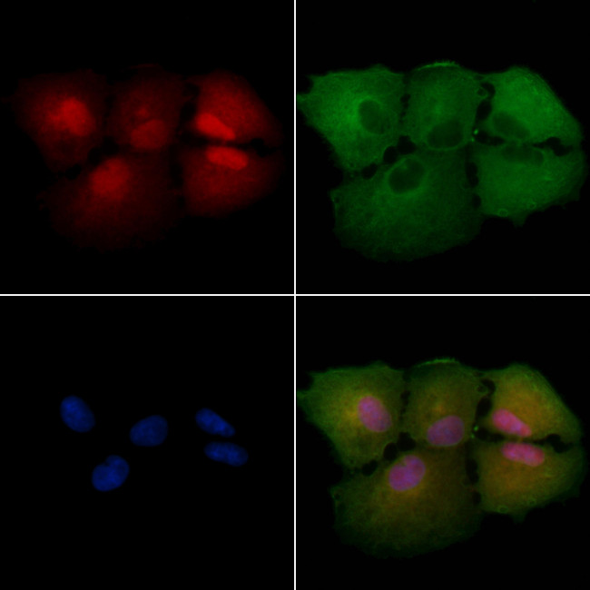 EPB41 Antibody in Immunocytochemistry (ICC/IF)