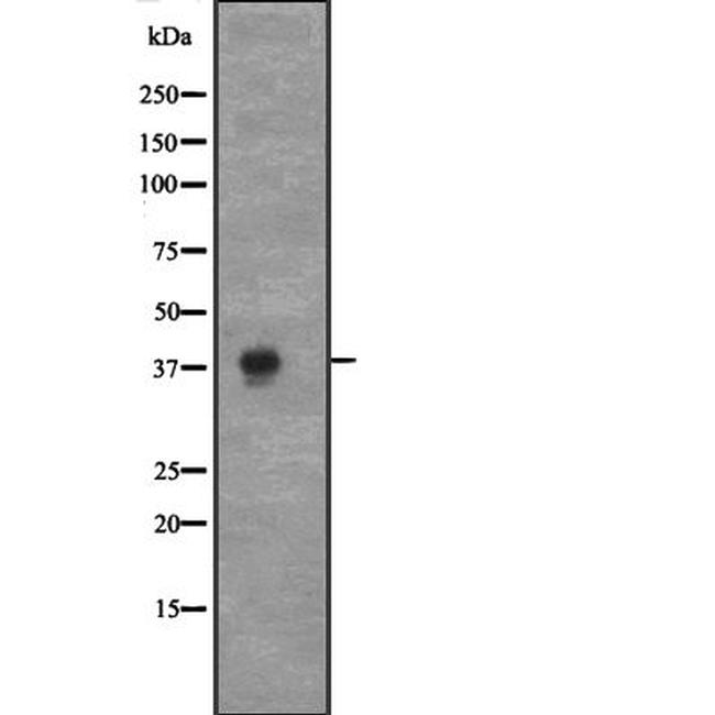 Cyclin C Antibody in Western Blot (WB)