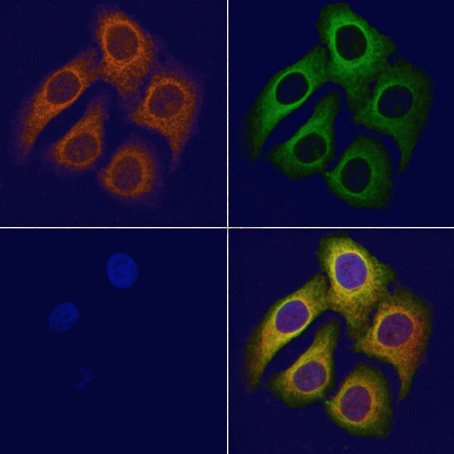 Cyclin G2 Antibody in Immunocytochemistry (ICC/IF)