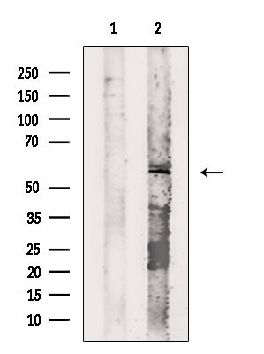 Cyclin L2 Antibody in Western Blot (WB)