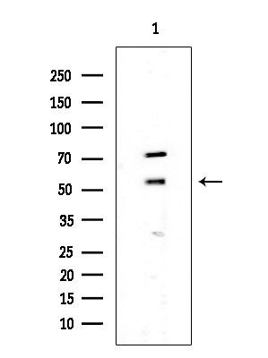 CDK8 Antibody in Western Blot (WB)