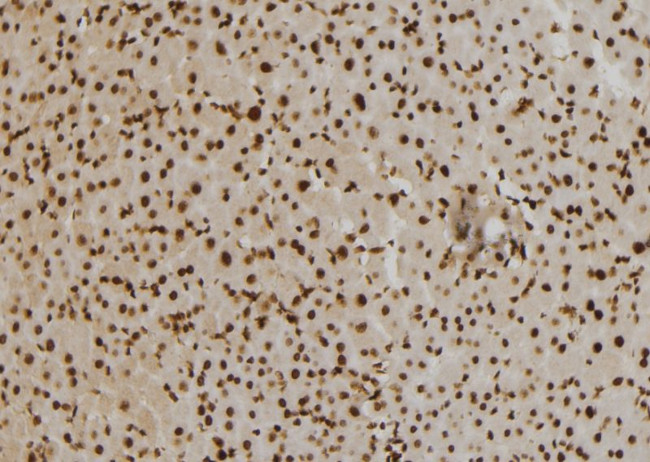 CENPO Antibody in Immunohistochemistry (Paraffin) (IHC (P))