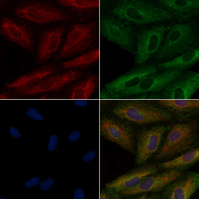 CYLC1 Antibody in Immunocytochemistry (ICC/IF)