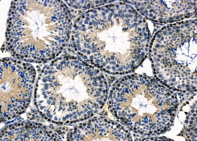 CYLC2 Antibody in Immunohistochemistry (Paraffin) (IHC (P))