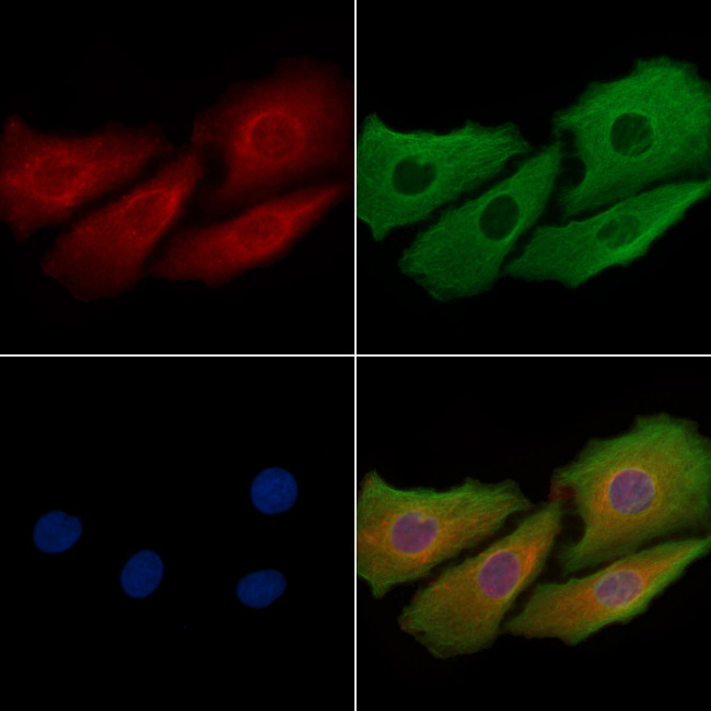 JLP Antibody in Immunocytochemistry (ICC/IF)