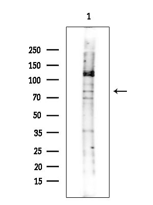 MAP4K5 Antibody in Western Blot (WB)