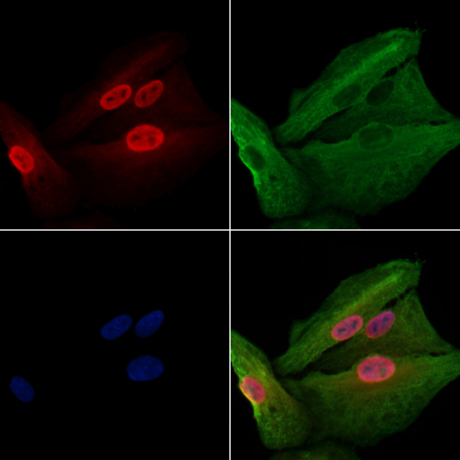 GADD45G Antibody in Immunocytochemistry (ICC/IF)