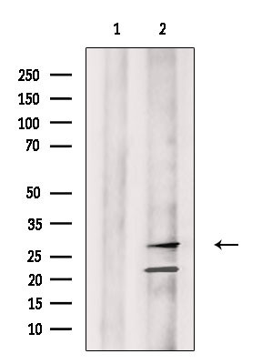 Granzyme M Antibody in Western Blot (WB)