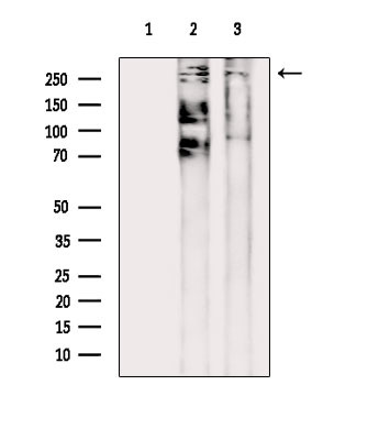 HIVEP2 Antibody in Western Blot (WB)