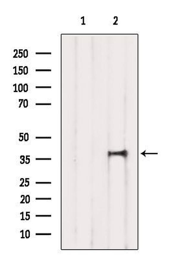 TIAL1 Antibody in Western Blot (WB)