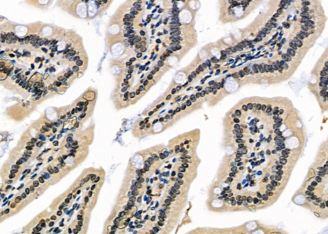 ZNF497 Antibody in Immunohistochemistry (Paraffin) (IHC (P))