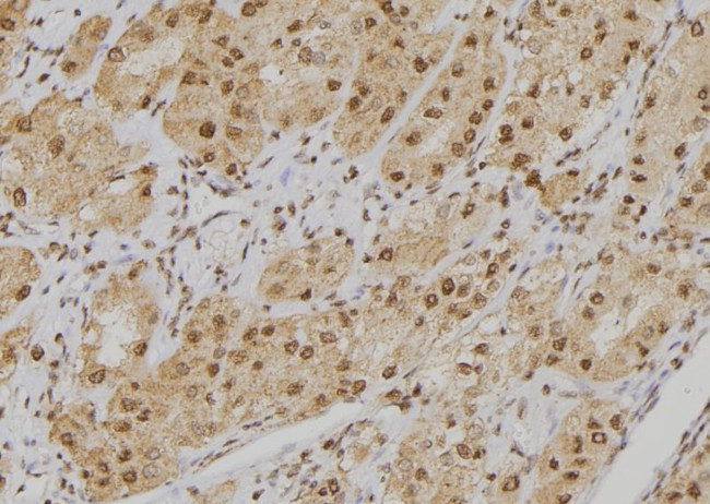 POGZ Antibody in Immunohistochemistry (Paraffin) (IHC (P))