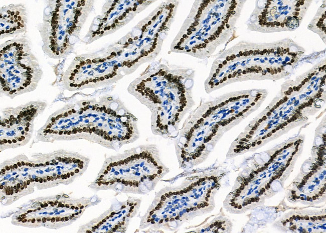 HOMEZ Antibody in Immunohistochemistry (Paraffin) (IHC (P))