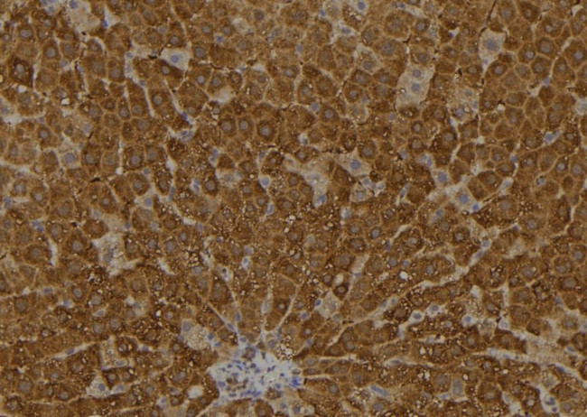 ARL11 Antibody in Immunohistochemistry (Paraffin) (IHC (P))