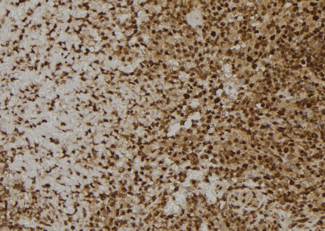 MANSC1 Antibody in Immunohistochemistry (Paraffin) (IHC (P))