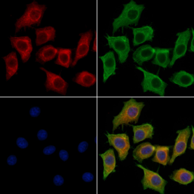 BIN2 Antibody in Immunocytochemistry (ICC/IF)