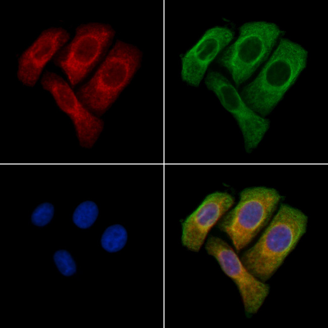 TMEM184B Antibody in Immunocytochemistry (ICC/IF)