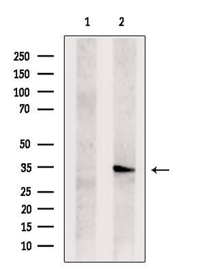 TSSC4 Antibody in Western Blot (WB)