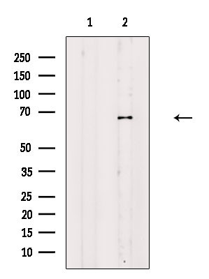 GBP2 Antibody in Western Blot (WB)
