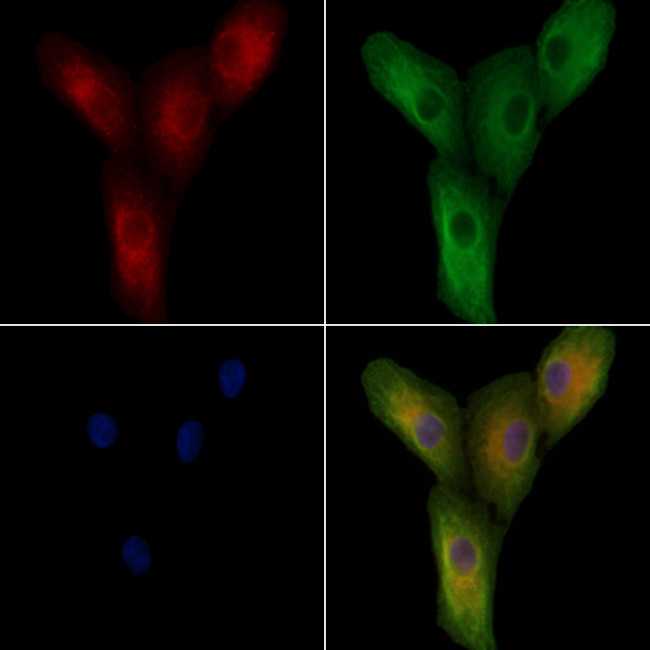 HSPA12A Antibody in Immunocytochemistry (ICC/IF)