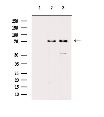 HSPA6/HSPA7 Antibody in Western Blot (WB)