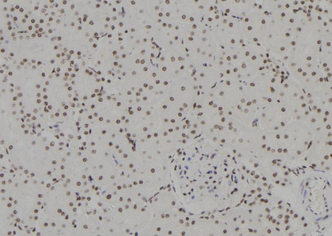 HSPB3 Antibody in Immunohistochemistry (Paraffin) (IHC (P))