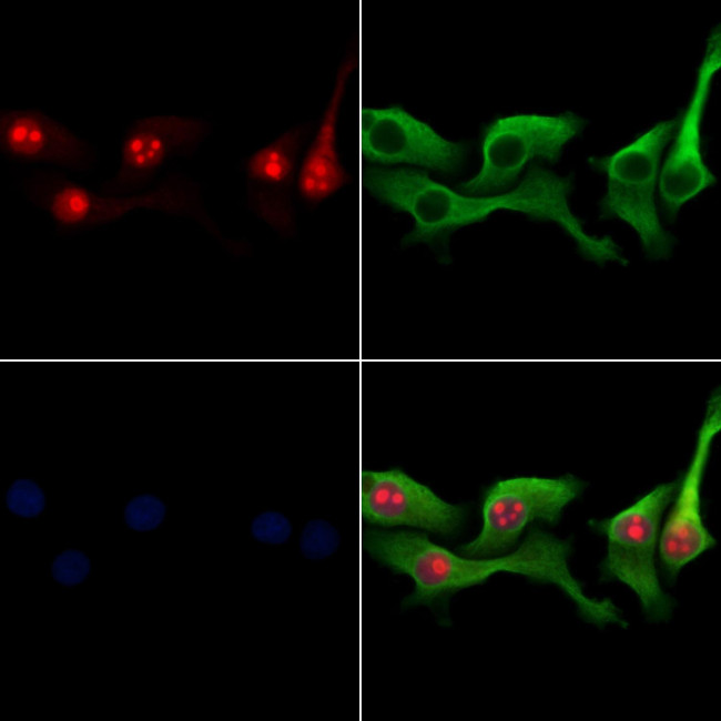 NSA2 Antibody in Immunocytochemistry (ICC/IF)