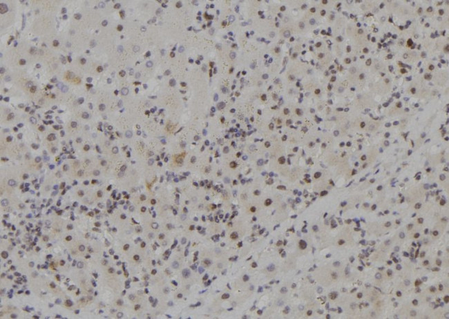 MCM9 Antibody in Immunohistochemistry (Paraffin) (IHC (P))