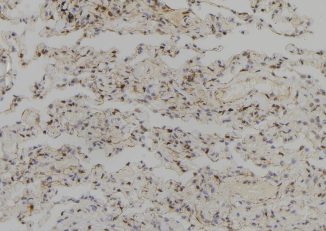 SYCP2 Antibody in Immunohistochemistry (Paraffin) (IHC (P))