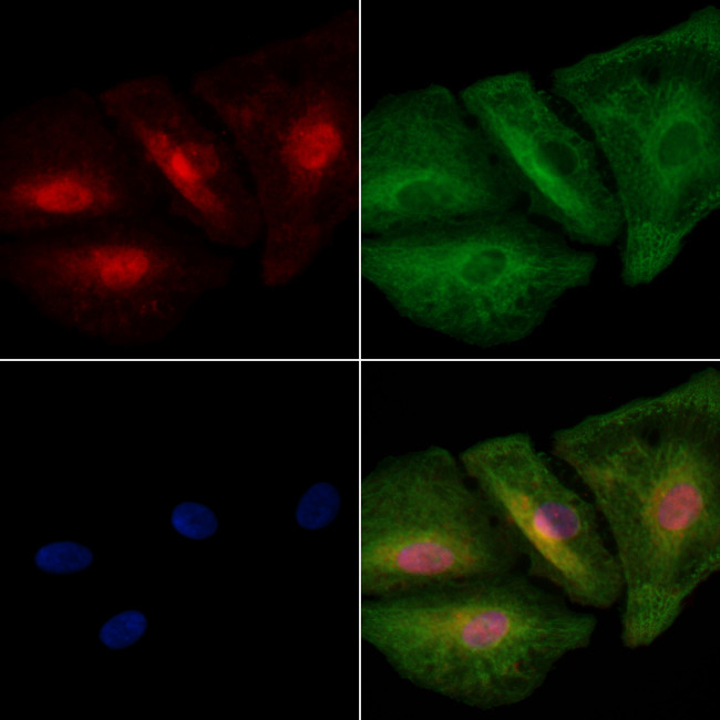 REV1 Antibody in Immunocytochemistry (ICC/IF)