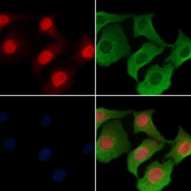 NFE2 Antibody in Immunocytochemistry (ICC/IF)