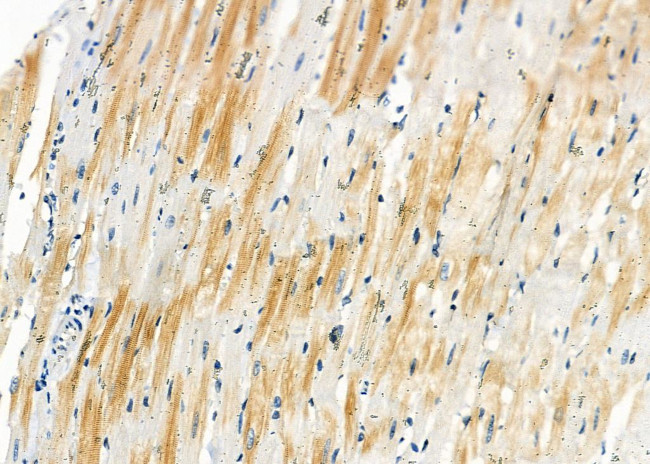 SLC35B2 Antibody in Immunohistochemistry (Paraffin) (IHC (P))