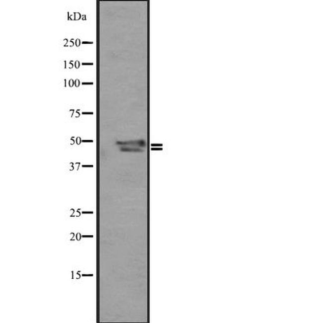 SP5/SP8/SP9 Antibody in Western Blot (WB)