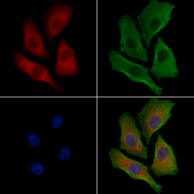 DYRK4 Antibody in Immunocytochemistry (ICC/IF)