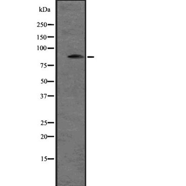 SNRK Antibody in Western Blot (WB)