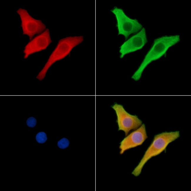SRMS Antibody in Immunocytochemistry (ICC/IF)