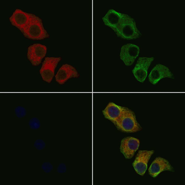 OR51A1P Antibody in Immunocytochemistry (ICC/IF)