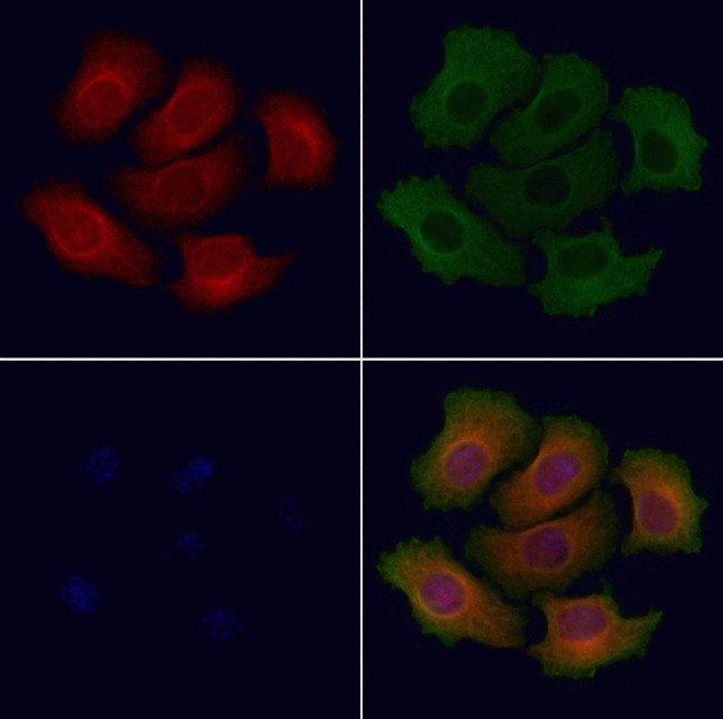 OR51J1 Antibody in Immunocytochemistry (ICC/IF)