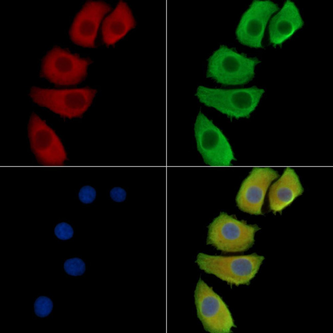 HOR5'Beta13 Antibody in Immunocytochemistry (ICC/IF)