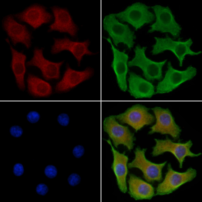 GPR128 Antibody in Immunocytochemistry (ICC/IF)
