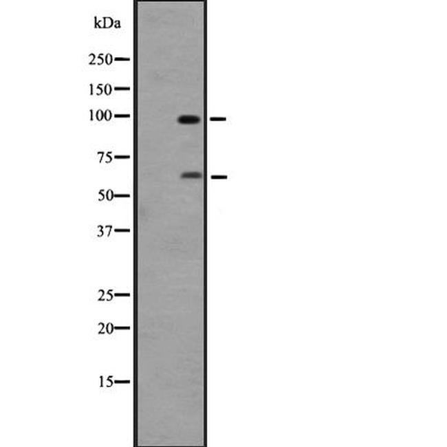 GPR133 Antibody in Western Blot (WB)