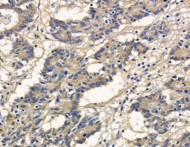 MRGD Antibody in Immunohistochemistry (Paraffin) (IHC (P))