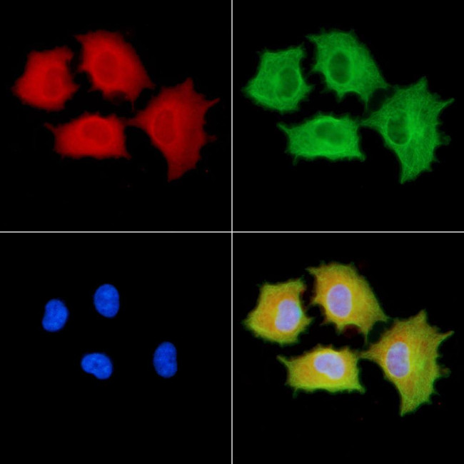OR51M1 Antibody in Immunocytochemistry (ICC/IF)