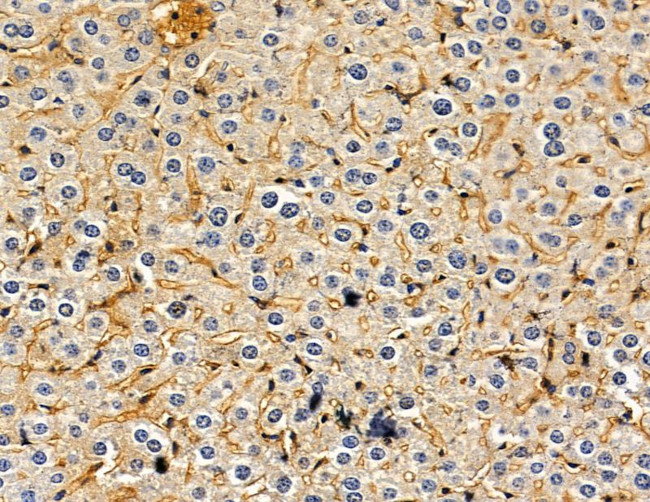 PJCG2 Antibody in Immunohistochemistry (Paraffin) (IHC (P))