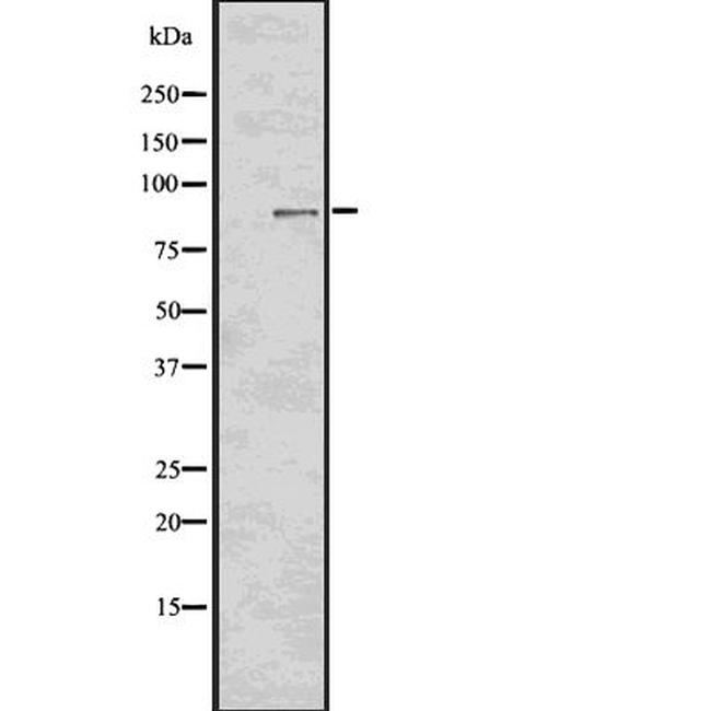 Phospho-RSK2 (Tyr529) Antibody in Western Blot (WB)