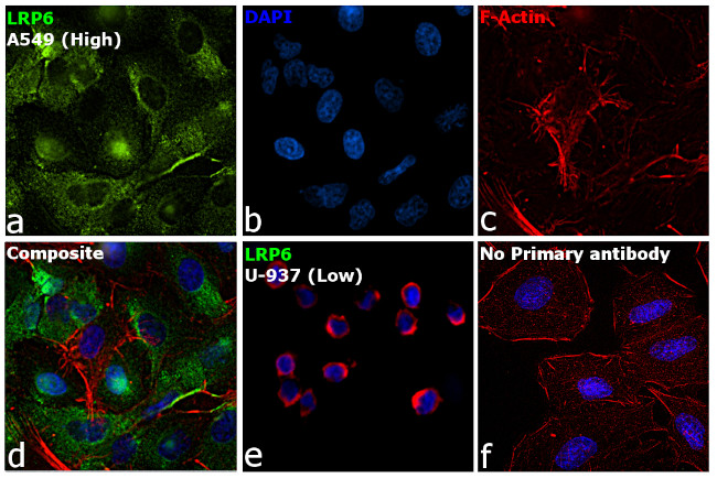 LRP6 Antibody in Immunocytochemistry (ICC/IF)