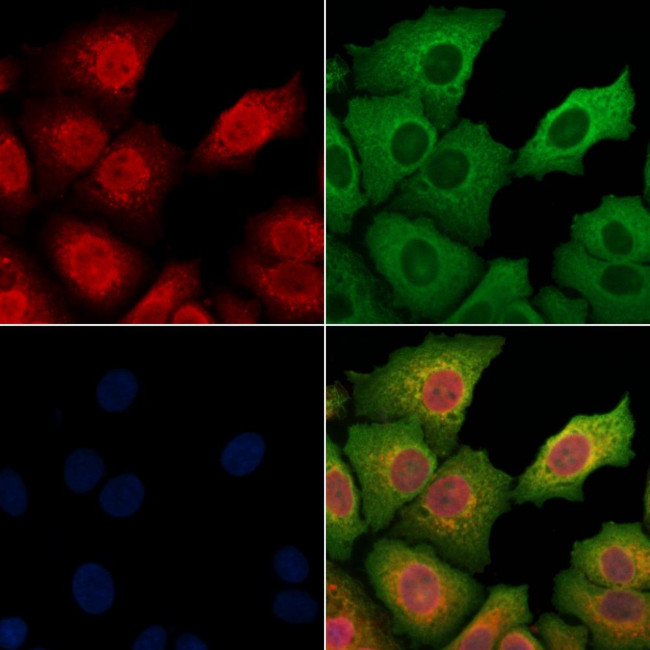 VWA5A Antibody in Immunocytochemistry (ICC/IF)