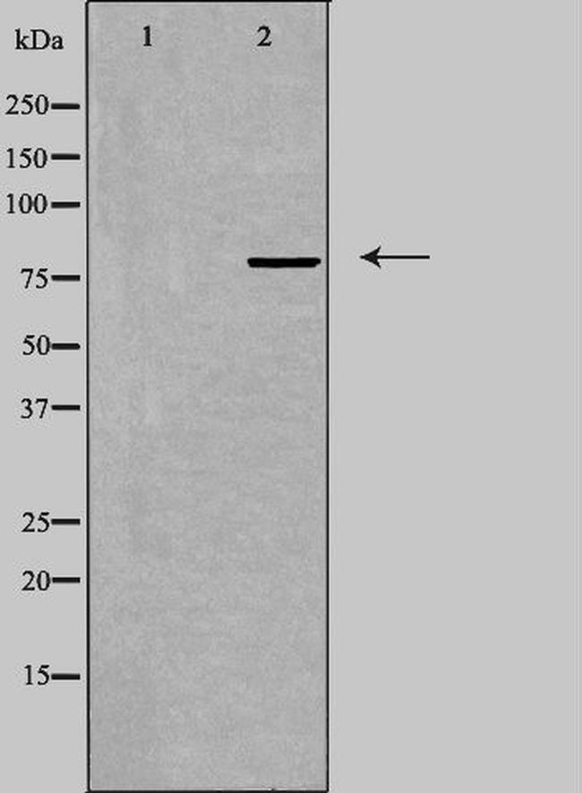 BERP Antibody in Western Blot (WB)