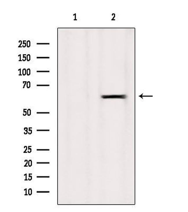 SLC43A1 Antibody in Western Blot (WB)