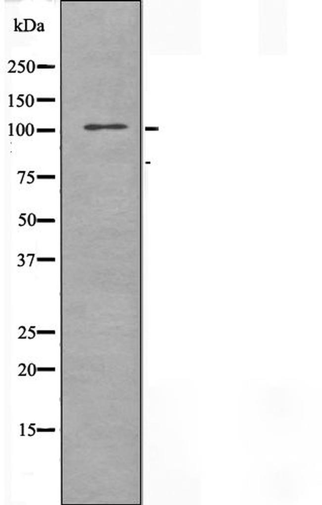 THRAP4 Antibody in Western Blot (WB)